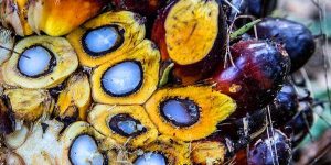 TRAINING ONLINE AUDIT ROUNTABLE SUSTAINABLE PALM OIL DAN INDONESIA SUSTAINABLE PALM OIL